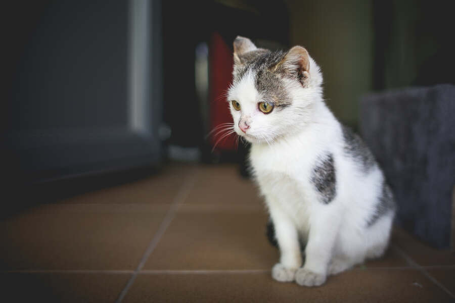 Gratisprobe Katzenfutter: Top-Angebote und Tipps!