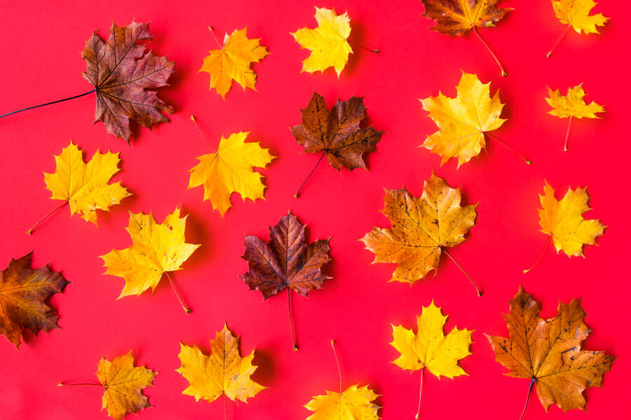 Telekom Herbstgewinnspiel: Spannende Preise warten auf dich!